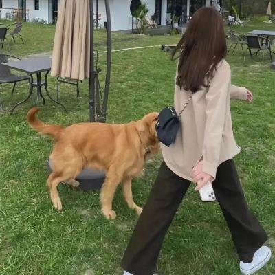 纽约爱音鳄